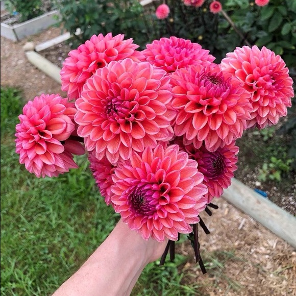 Meet your Posher, Kristen - Picture 5 of 5